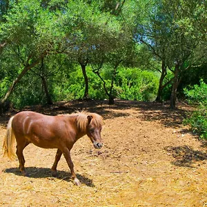 https://es-sineu-mallorca.allmallorcahotels.com